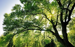 Desktop wallpaper. Nature. ID:30187