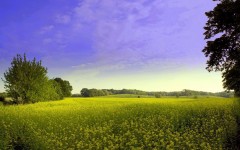 Desktop image. Nature. ID:30201