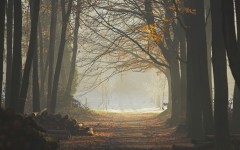 Desktop image. Nature. ID:30207
