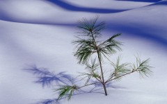Desktop image. Nature. ID:30230