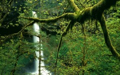 Desktop image. Nature. ID:30238