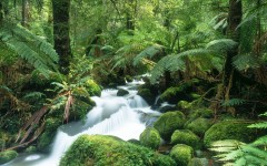 Desktop image. Nature. ID:30244