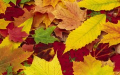 Desktop wallpaper. Nature. ID:30249