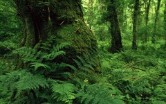 Desktop wallpaper. Nature. ID:30252