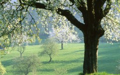 Desktop wallpaper. Nature. ID:30258