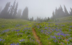 Desktop wallpaper. Nature. ID:30261