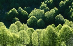 Desktop wallpaper. Nature. ID:30262