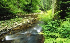 Desktop wallpaper. Nature. ID:30264