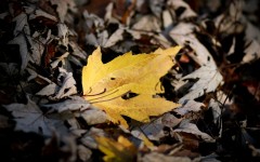 Desktop wallpaper. Nature. ID:30295