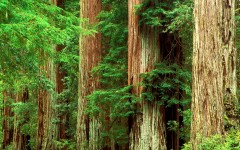 Desktop wallpaper. Nature. ID:30310
