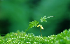 Desktop wallpaper. Nature. ID:30316