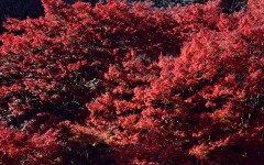 Desktop wallpaper. Nature. ID:30326