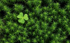 Desktop wallpaper. Nature. ID:30340