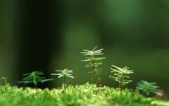 Desktop wallpaper. Nature. ID:30361