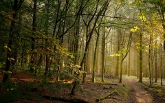 Desktop image. Nature. ID:52023