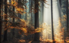 Desktop image. Nature. ID:52024