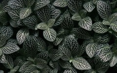 Desktop wallpaper. Nature. ID:30368