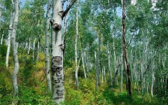 Desktop wallpaper. Nature. ID:30372