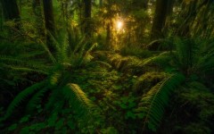 Desktop wallpaper. Nature. ID:50938