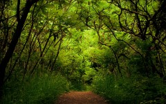 Desktop wallpaper. Nature. ID:30388