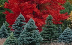 Desktop wallpaper. Nature. ID:30389