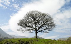 Desktop wallpaper. Nature. ID:30402