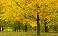 Desktop wallpaper. Nature. ID:30414