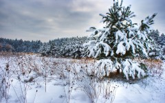 Desktop wallpaper. Nature. ID:30415
