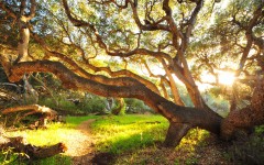 Desktop wallpaper. Nature. ID:30421