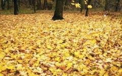 Desktop wallpaper. Nature. ID:30425