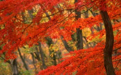 Desktop wallpaper. Nature. ID:30426