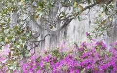 Desktop wallpaper. Nature. ID:30435
