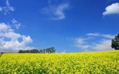 Desktop wallpaper. Nature. ID:30442