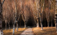 Desktop wallpaper. Nature. ID:30462