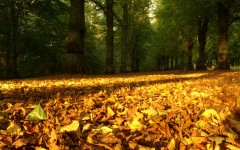 Desktop wallpaper. Nature. ID:30465