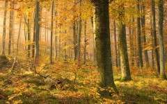 Desktop wallpaper. Nature. ID:30492