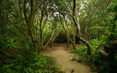 Desktop wallpaper. Nature. ID:30516