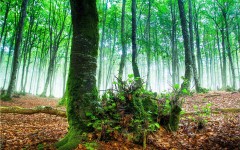 Desktop wallpaper. Nature. ID:50981