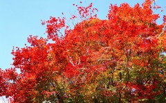 Desktop wallpaper. Nature. ID:30535