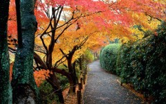 Desktop wallpaper. Nature. ID:30537