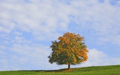 Desktop wallpaper. Nature. ID:30538