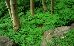 Desktop image. Nature. ID:30567