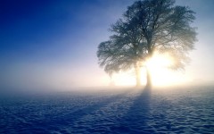 Desktop image. Nature. ID:30574