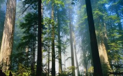Desktop image. Nature. ID:30575