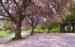 Desktop image. Nature. ID:30581