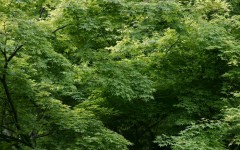 Desktop image. Nature. ID:30593