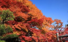 Desktop image. Nature. ID:30598