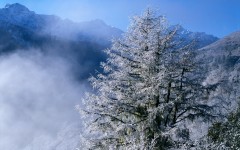Desktop image. Nature. ID:30600