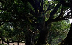 Desktop image. Nature. ID:30602