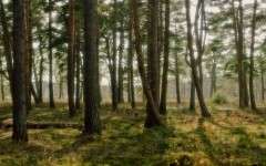 Desktop image. Nature. ID:30633